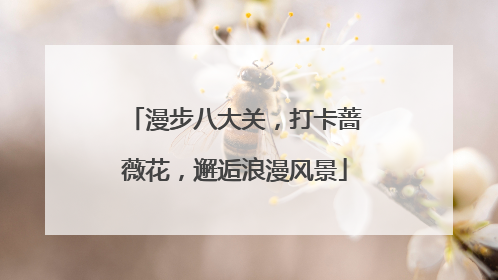 漫步八大关，打卡蔷薇花，邂逅浪漫风景